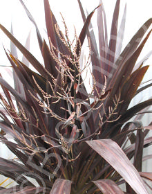 Cordyline Renegade 'Tana'